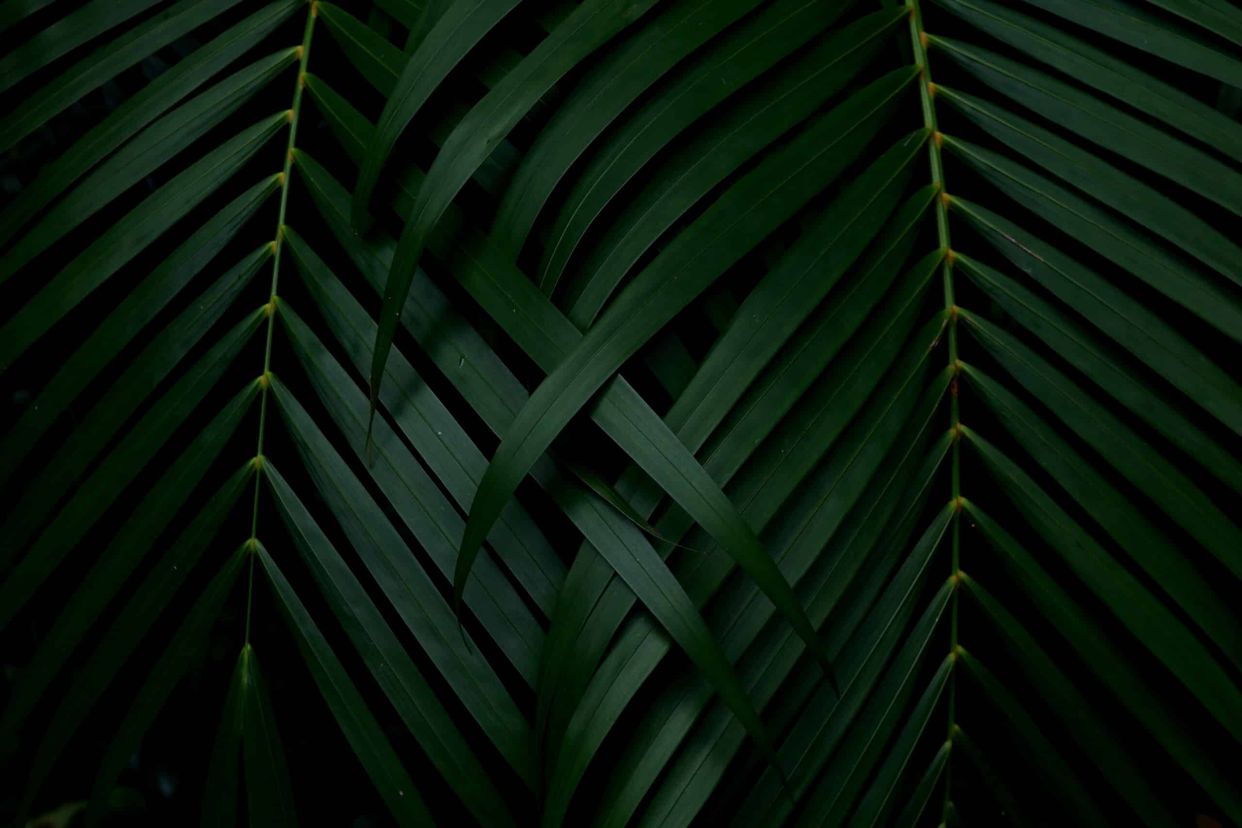 Green,Leaves,Background.green,Leaves,With,Copy,Space.they,Are,Color,Tone