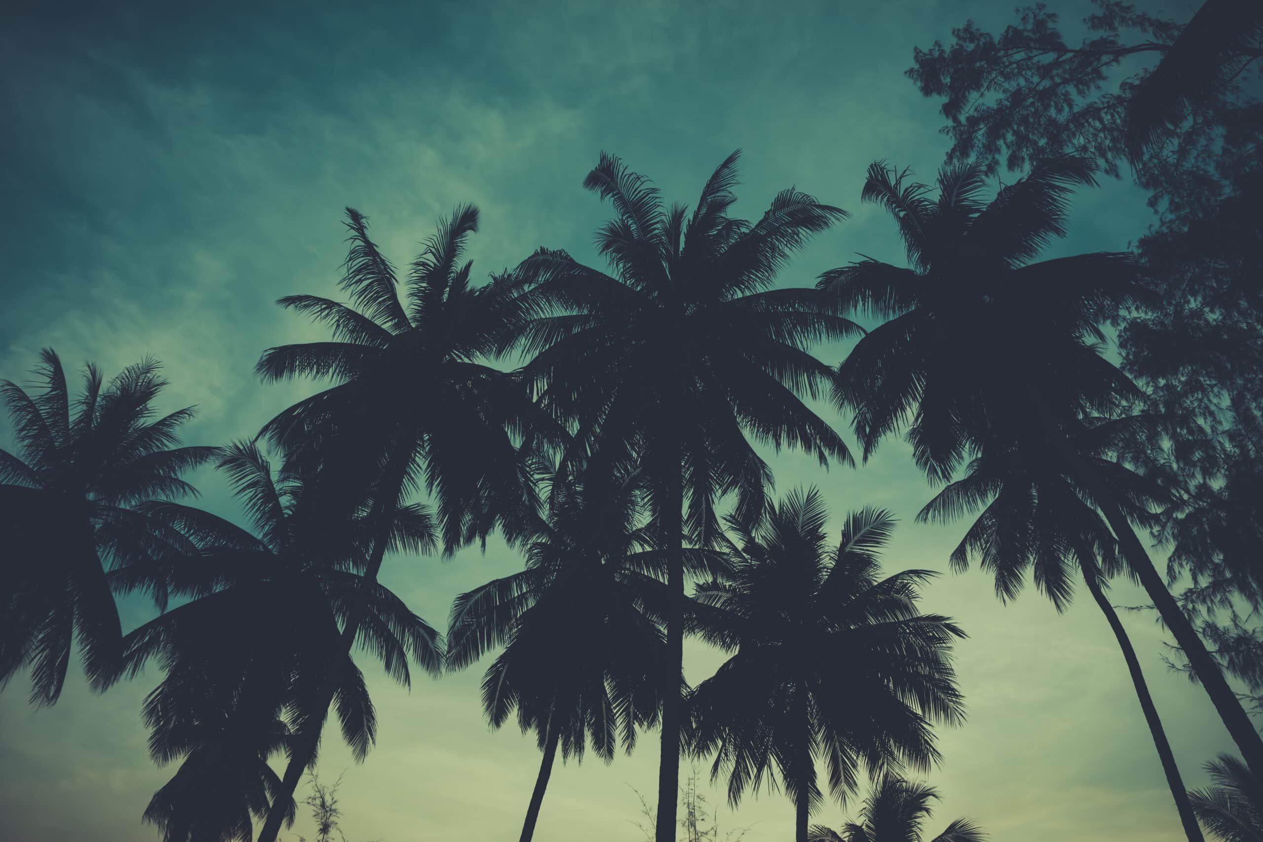 Retro,Stylized,Palm,Tress,Over,Dark,Sky